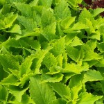 Coleus Solenostemon "Lime Time" - во саксија Ø13 Coleus Solenostemon "Lime Time" - во саксија Ø13
